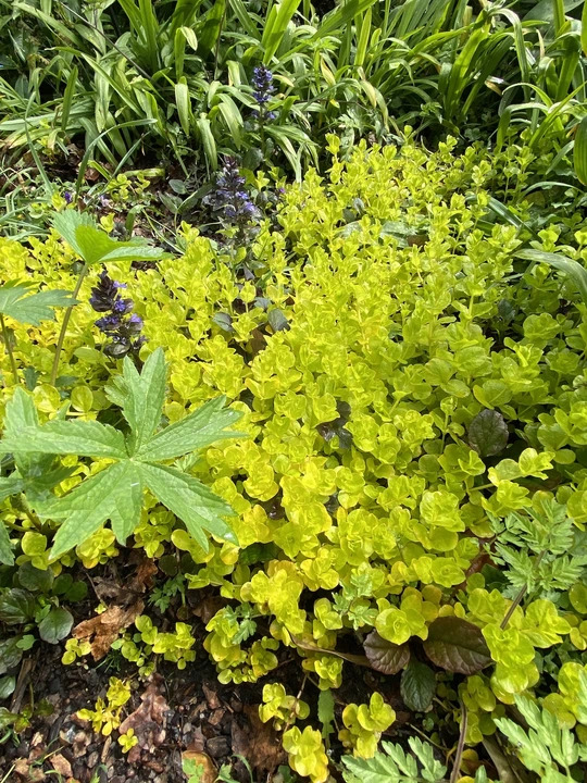 Lysimachia nummularia 'Aurea'