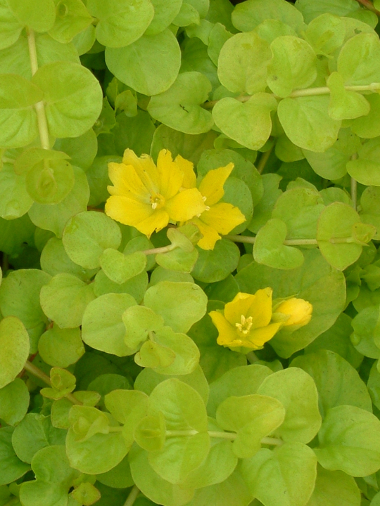 Lysimachia nummularia 'Aurea'