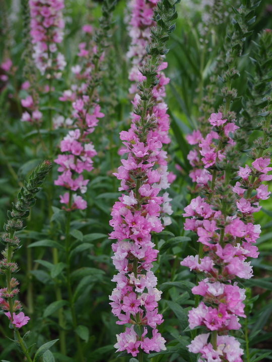 Lythrum salicaria 'Blush'