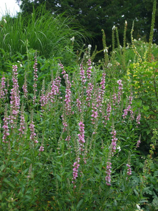 Lythrum salicaria 'Blush'