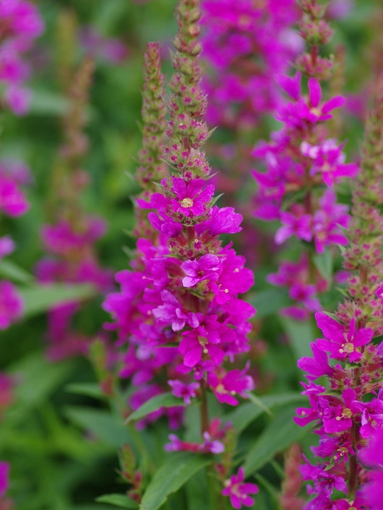 Lythrum salicaria 'Robert'