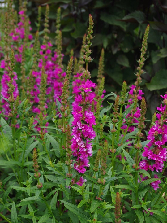 Lythrum salicaria 'Robert'