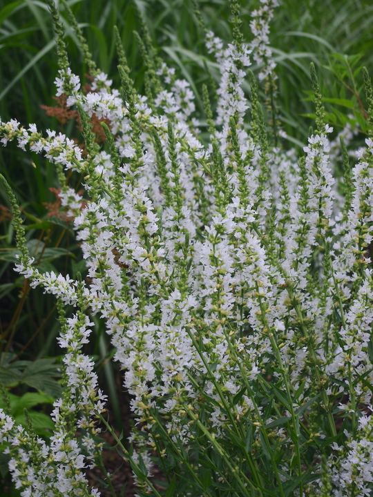 Lythrum salicaria white no. 10 form - Beth Chatto's Plants