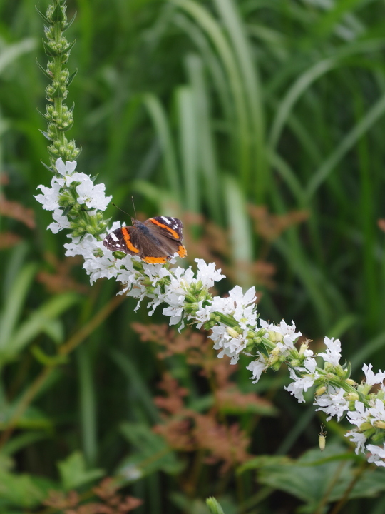 Lythrum salicaria white no. 10 form - Beth Chatto's Plants