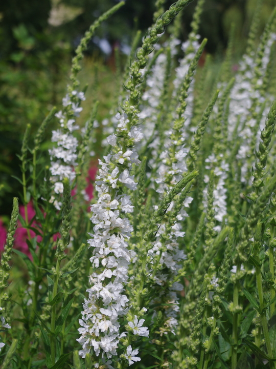 Lythrum salicaria white no. 7 form