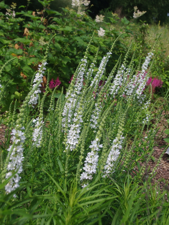 Lythrum salicaria white no. 7 form