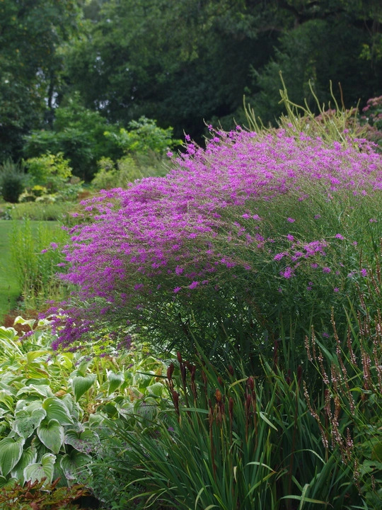 Lythrum virgatum 'Swirl'