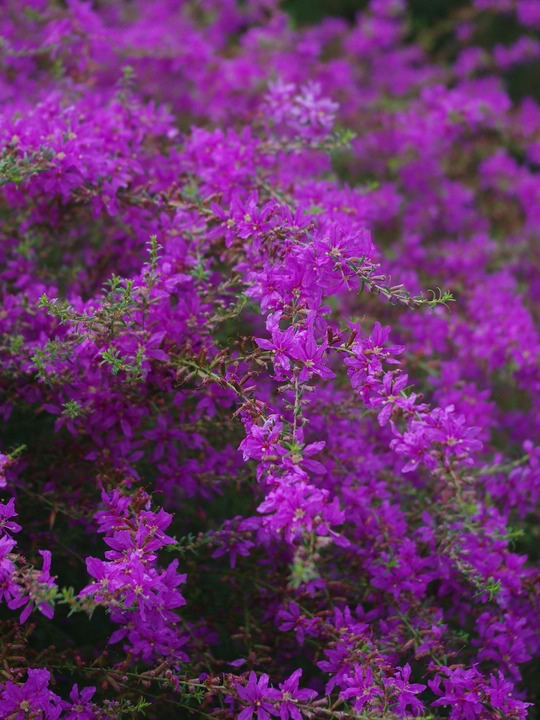 Lythrum virgatum 'Swirl'
