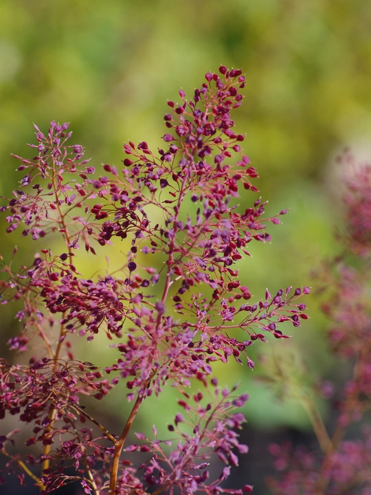 Macleaya microcarpa 'Spetchley Ruby'