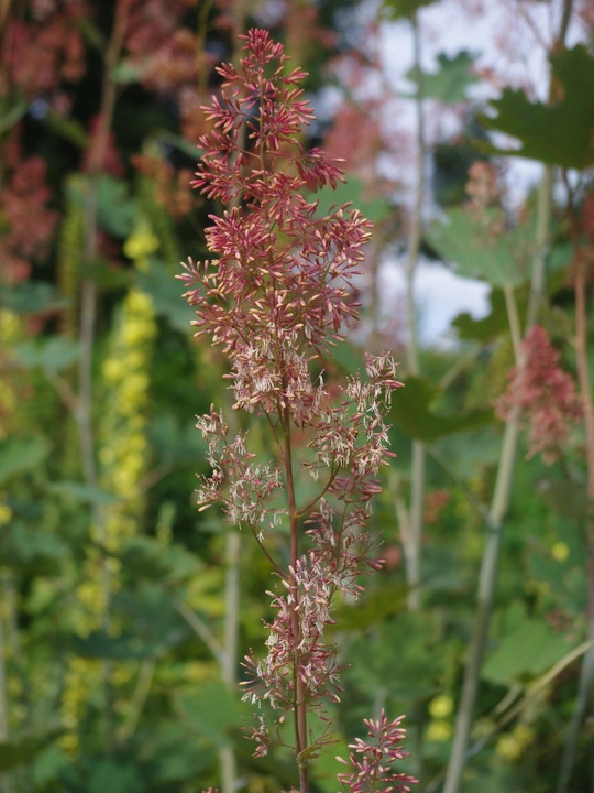 Macleaya microcarpa 'Spetchley Ruby'