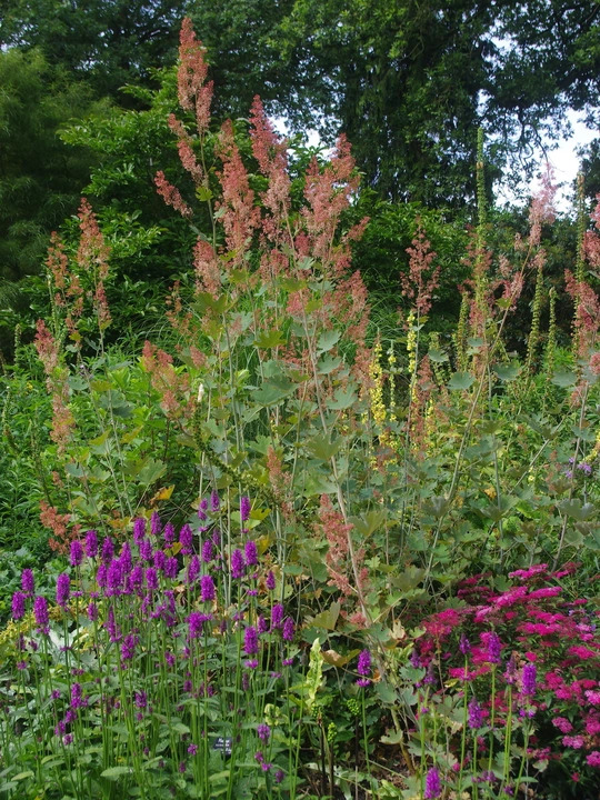 Macleaya microcarpa 'Spetchley Ruby'