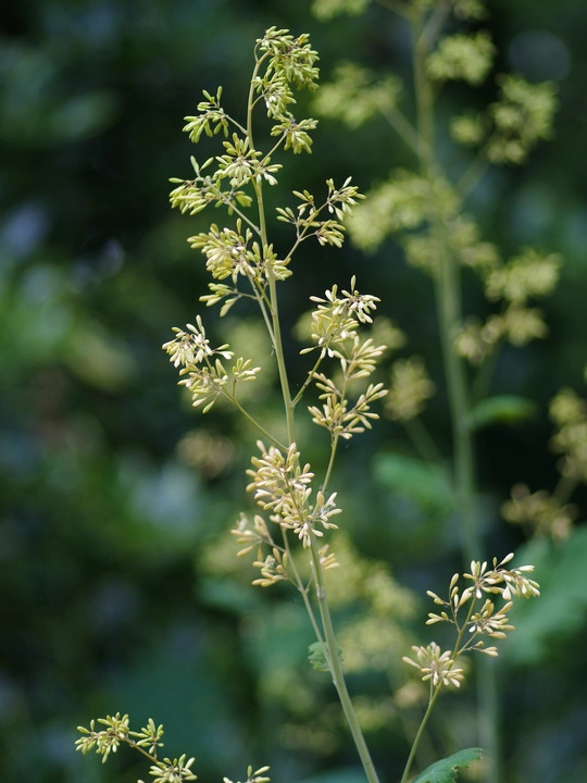 Macleaya x kewensis 'Flamingo'