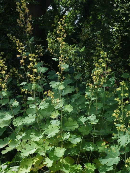 Macleaya x kewensis 'Flamingo'