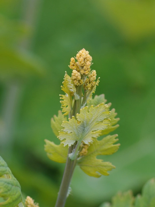 Macleaya x kewensis 'Flamingo'