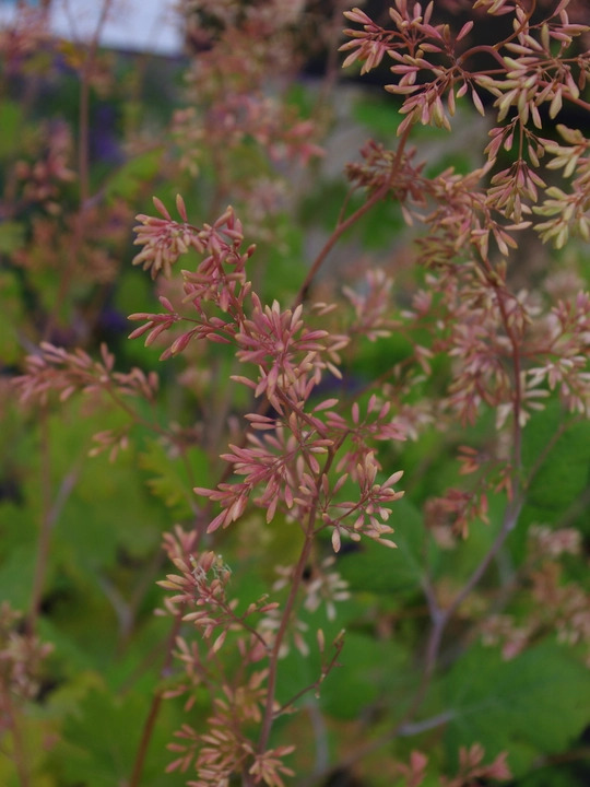 Macleaya x kewensis 'Flamingo'
