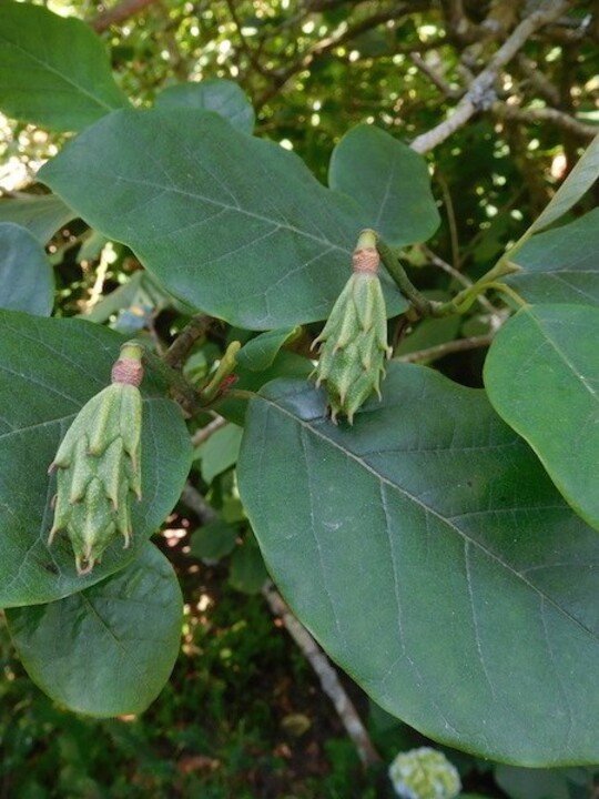 Magnolia sieboldii 