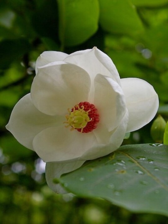 Magnolia sieboldii 