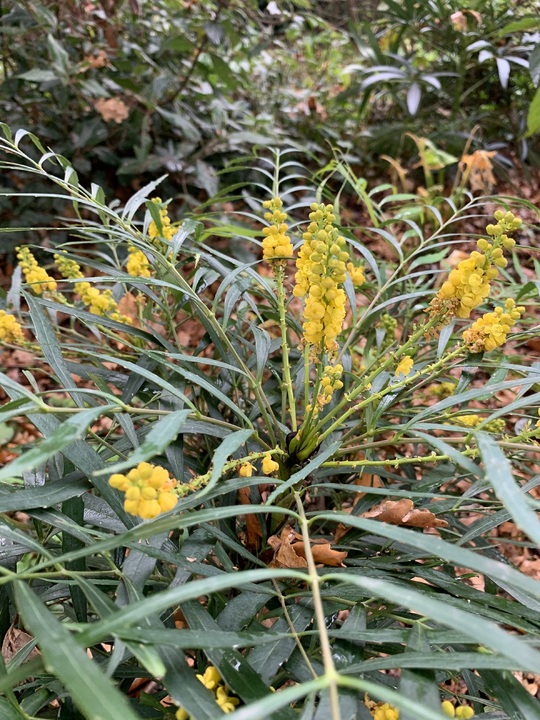 Mahonia eurybracteata subsp. ganpinensis 'Soft Caress'