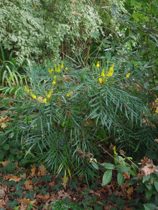 Mahonia eurybracteata subsp. ganpinensis 'Soft Caress'