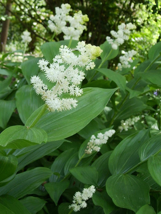 Maianthemum racemosum