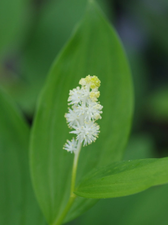 Maianthemum racemosum