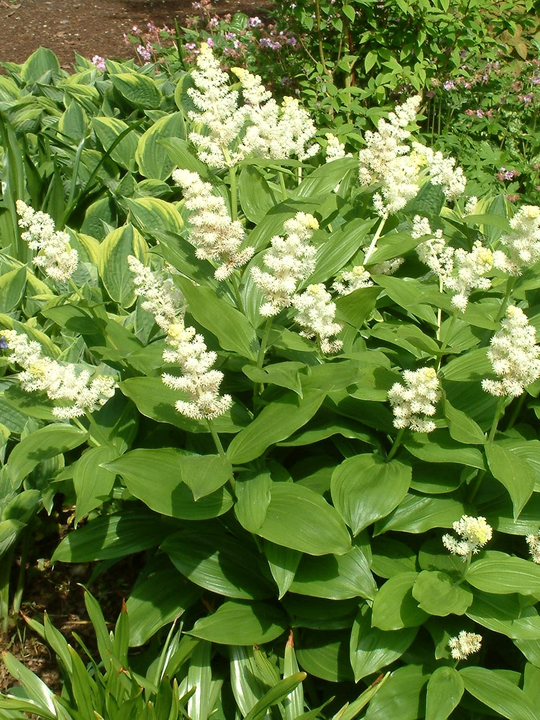 Maianthemum racemosum