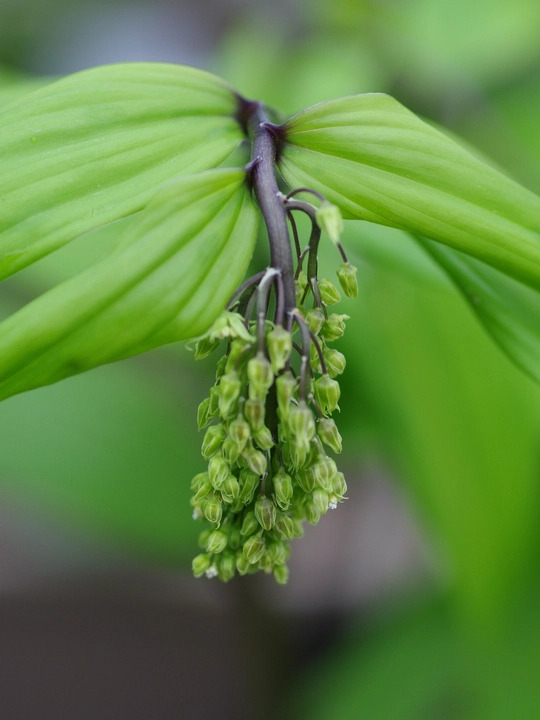 Maianthemum tatsienense dark-stemmed (aff.)