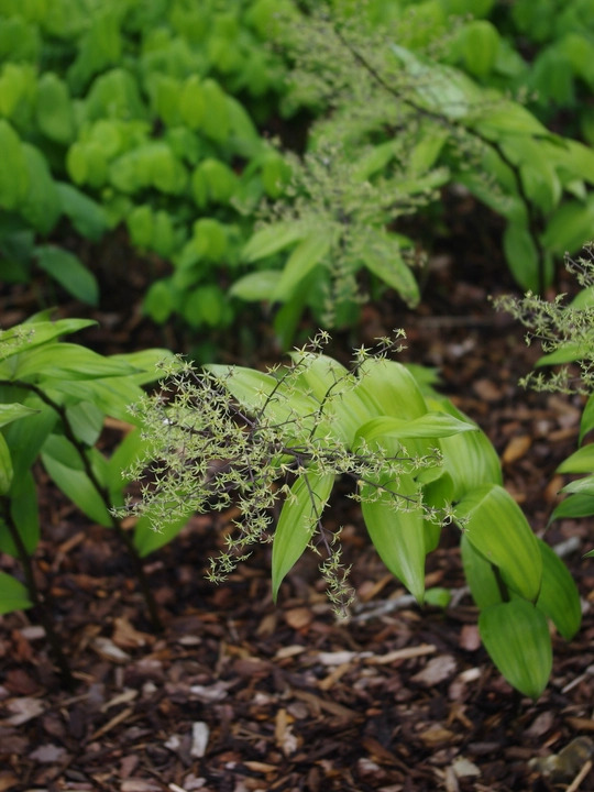 Maianthemum tatsienense dark-stemmed (aff.)