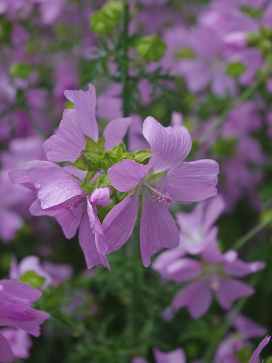 Malva moschata