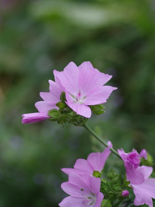Malva moschata