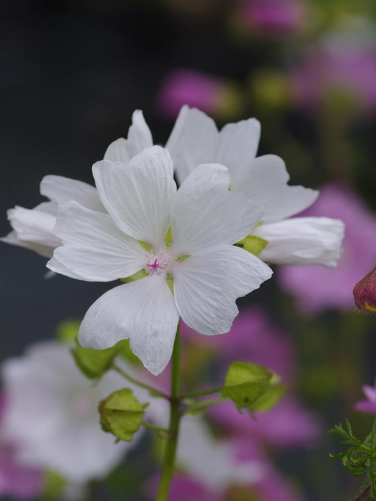 Malva moschata f. alba