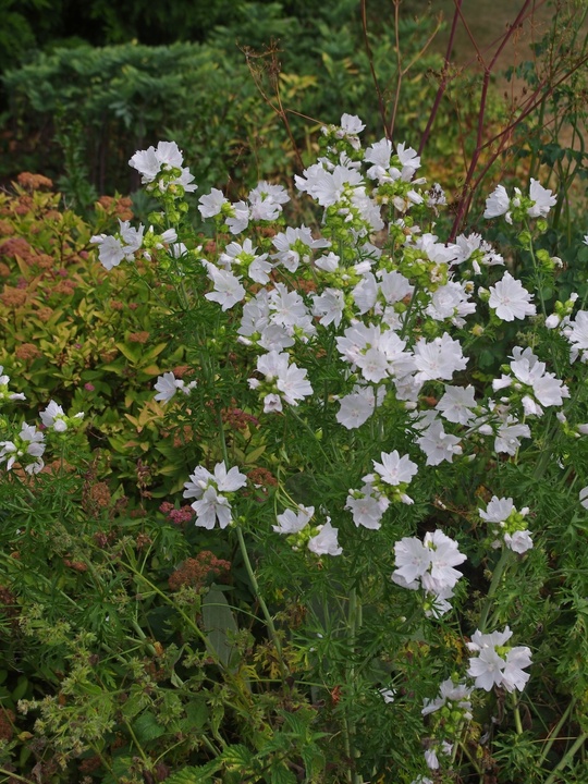 Malva moschata f. alba