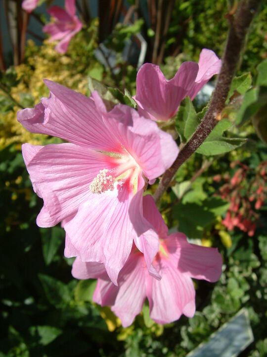 Malva x clementii 'Rosea'