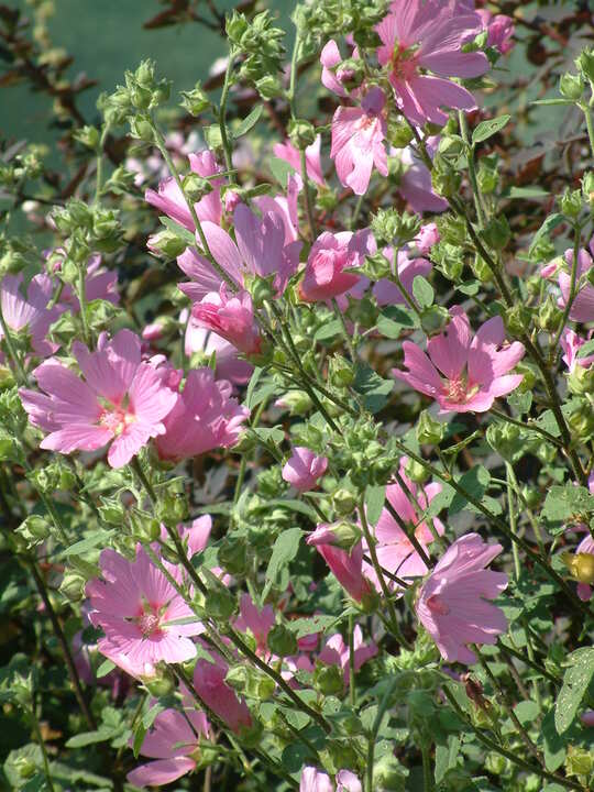 Malva x clementii 'Rosea'
