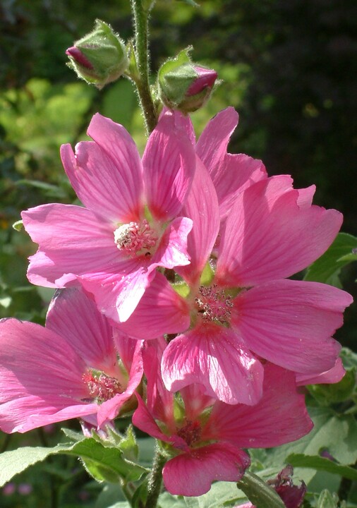 Malva x clementii 'Rosea'