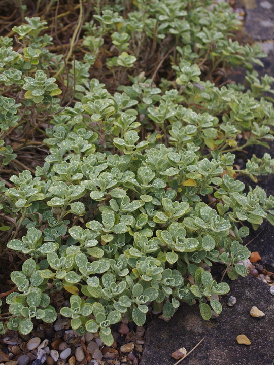Marrubium bourgaei var. bourgaei 'All Hallow's Green'
