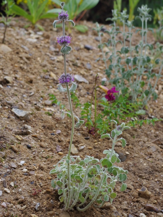 Marrubium supinum