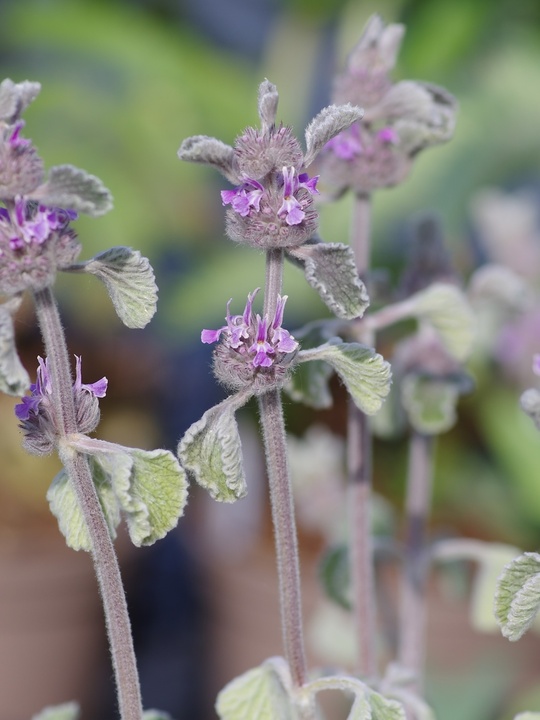 Marrubium supinum