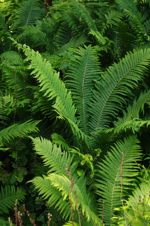 Matteuccia struthiopteris - Beth Chatto's Plants & Gardens