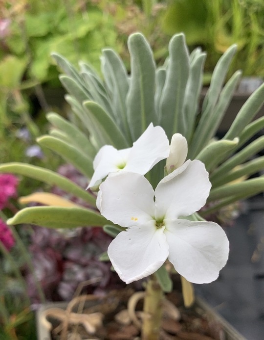 Matthiola incana 'Pillow Talk' Beth Chatto's Plants