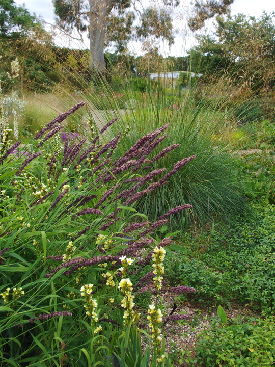 Melica altissima 'Atropurpurea'