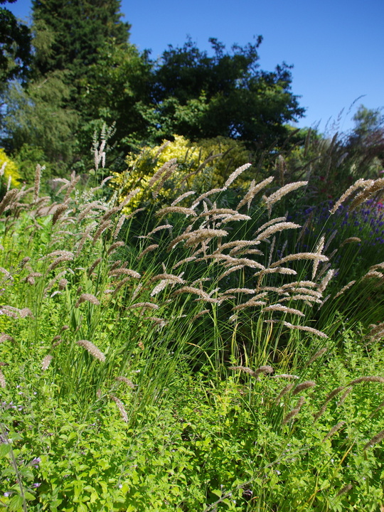 Melica ciliata