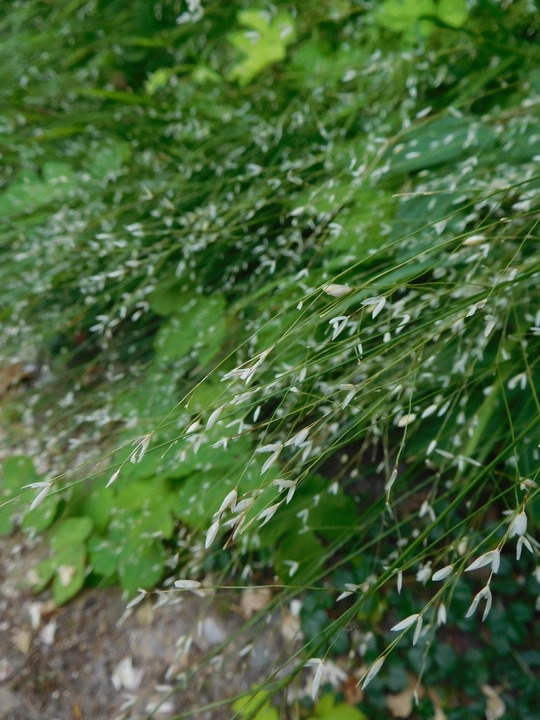Melica uniflora f. albida