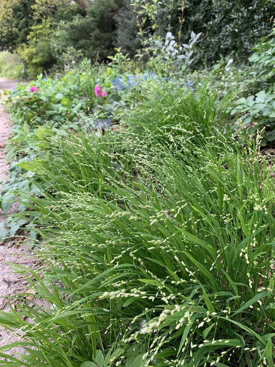 Melica uniflora f. albida