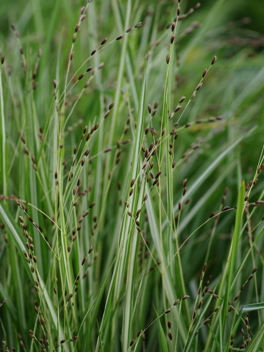 Melica uniflora 'Variegata'