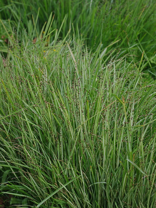 Melica uniflora 'Variegata'