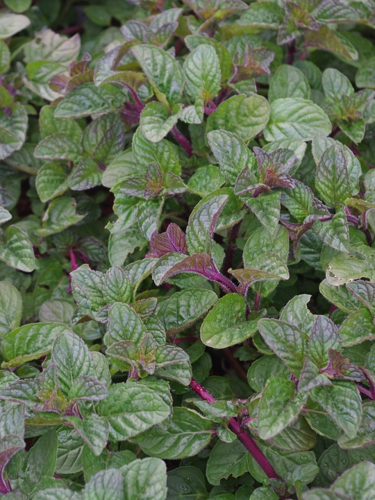 Mentha 'Blackcurrant'