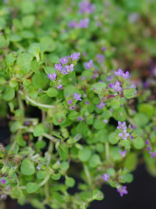 Mentha requienii