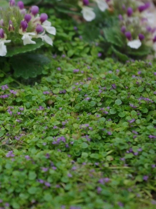 Mentha requienii