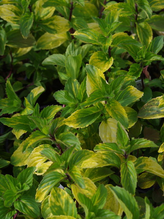 Mentha × gracilis 'Ginger'